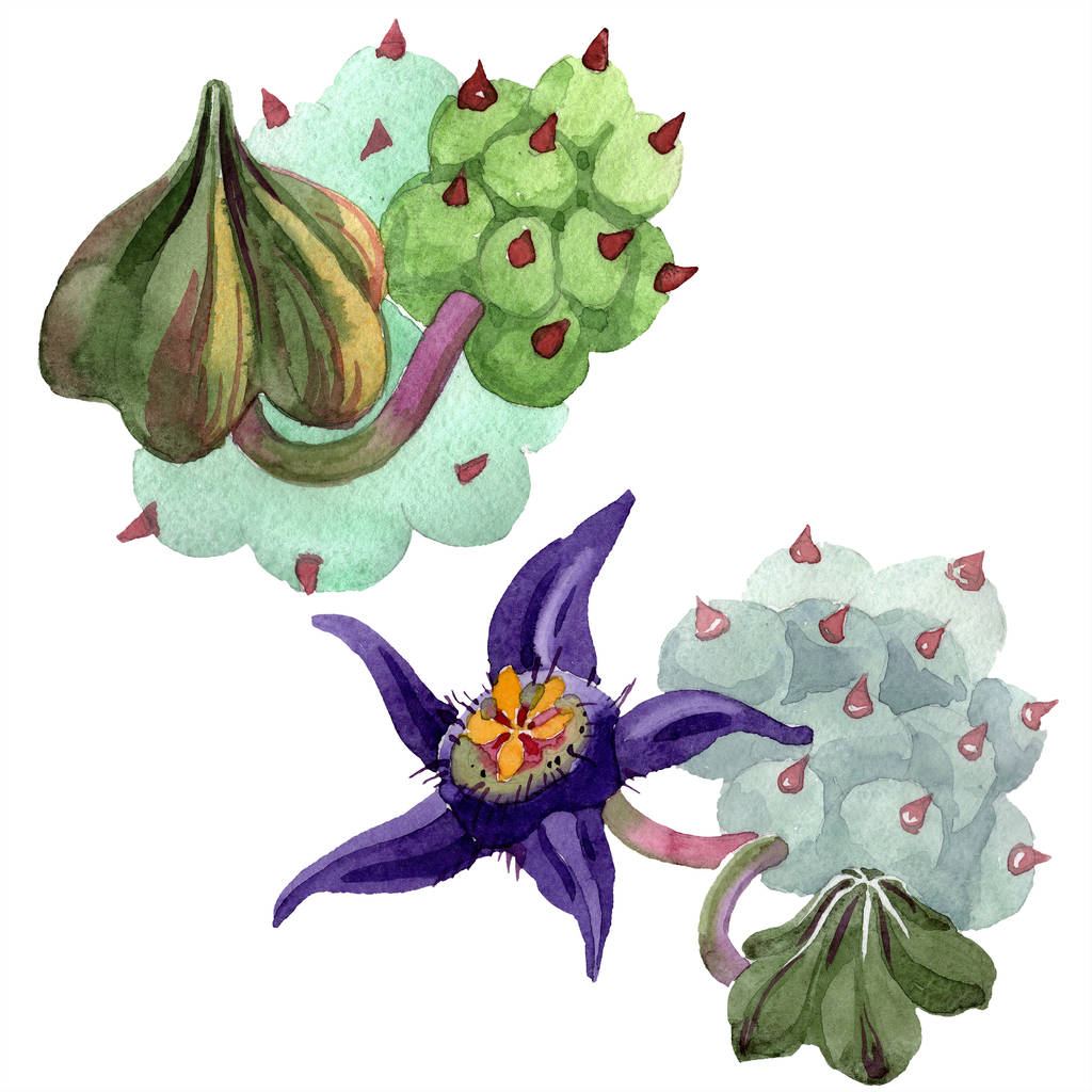 Duvalia flores isoladas em branco. ilustração fundo aquarela. Aquarelle plantas suculentas desenhadas à mão
. - Foto, Imagem