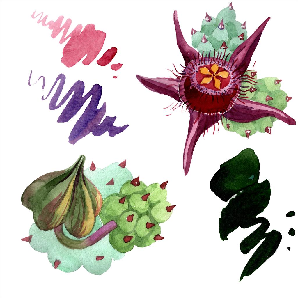 Duvalia 花の隔離された図の要素。水彩画背景イラスト。アクワレル手描きの分離の多肉植物や汚れ. - 写真・画像
