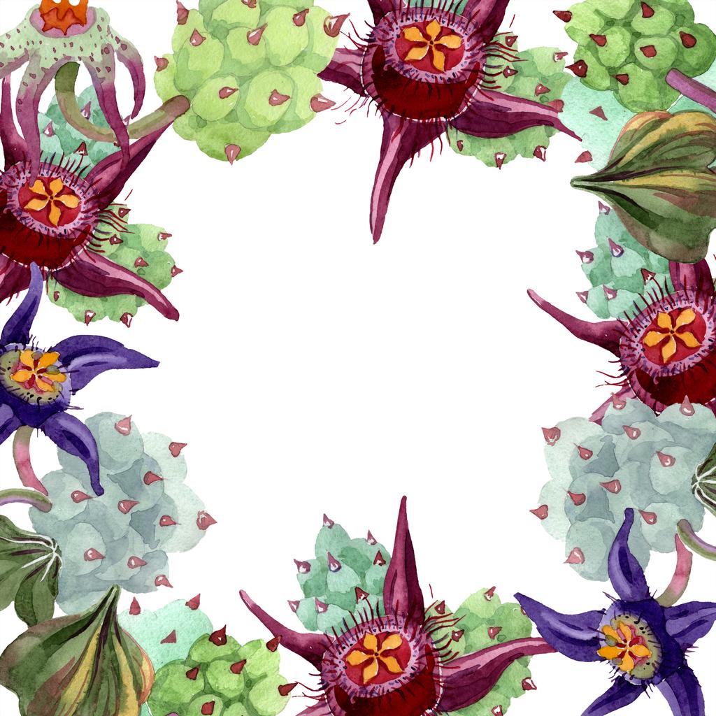 Flores Duvalia. ilustração fundo aquarela. Moldura quadrada floral. Aquarelle mão desenho plantas suculentas
. - Foto, Imagem