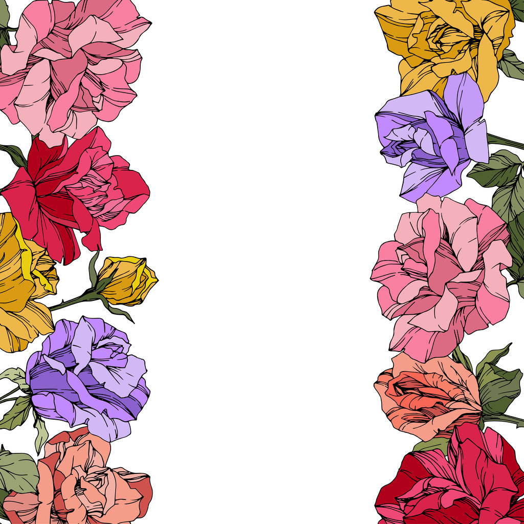 Vector Roses. Flores botânicas florais. Tinta vermelha, rosa e roxa gravada arte. Ilustração da borda floral
. - Vetor, Imagem