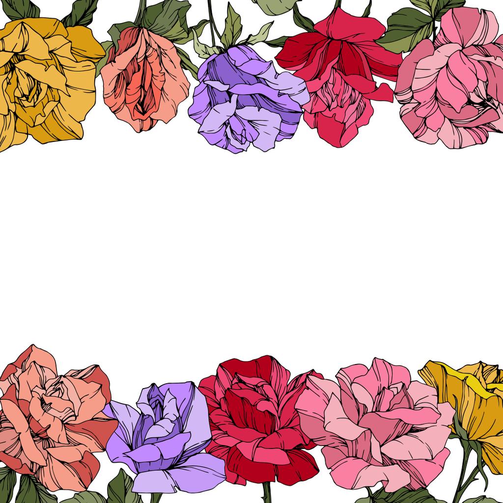 Vektor rózsák. Virágos botanikai virágok. Vörös, rózsaszín és lila vésett tinta art. Virágos határ illusztráció. - Vektor, kép