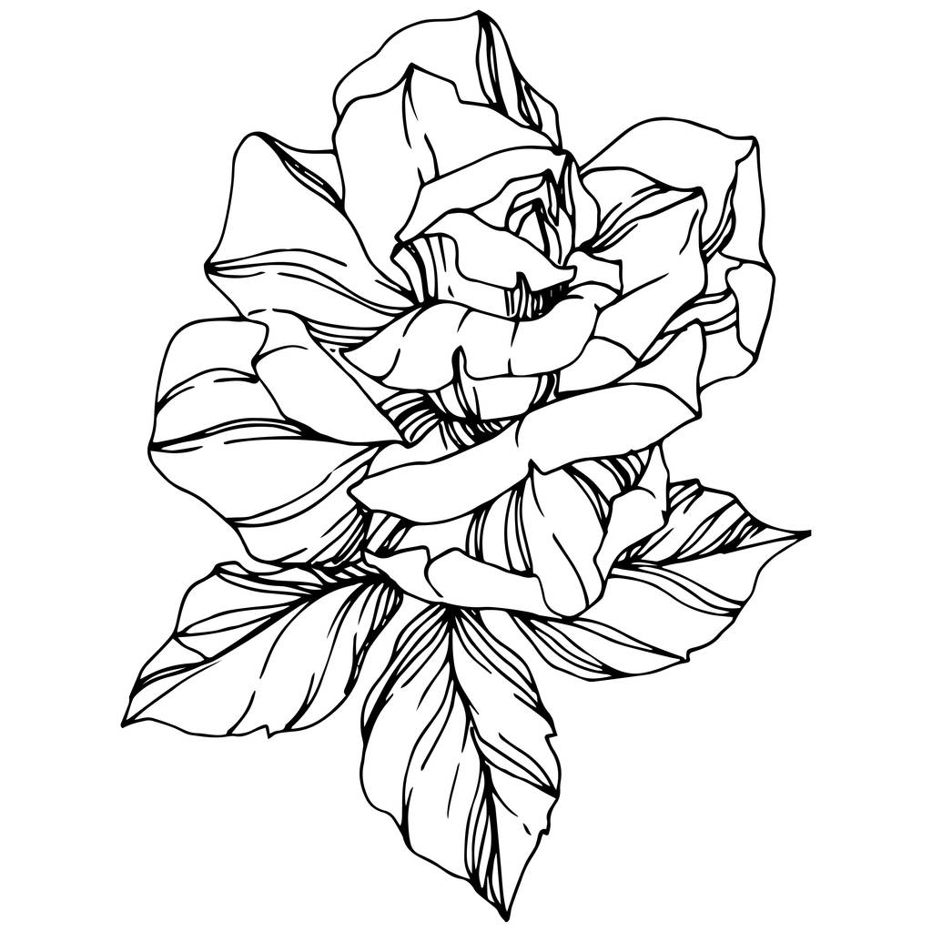 Vector Rose. Fleur botanique florale. Encre gravée. Elément d'illustration isolé en rose. Belle fleur sauvage de printemps isolée sur blanc
. - Vecteur, image