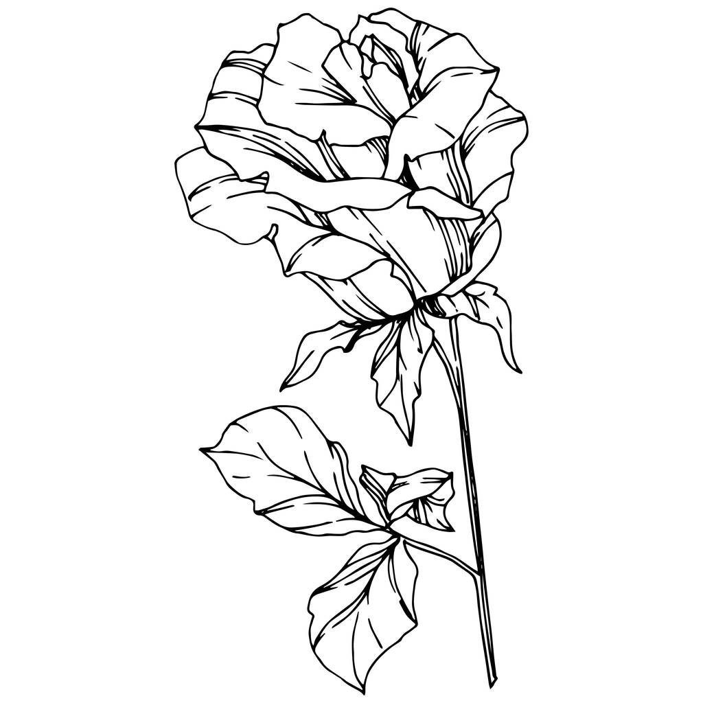 バラをベクトルします。花植物の花。刻まれたインク アート。分離のバラ図要素。白で隔離美しい春ワイルドフラワー. - ベクター画像
