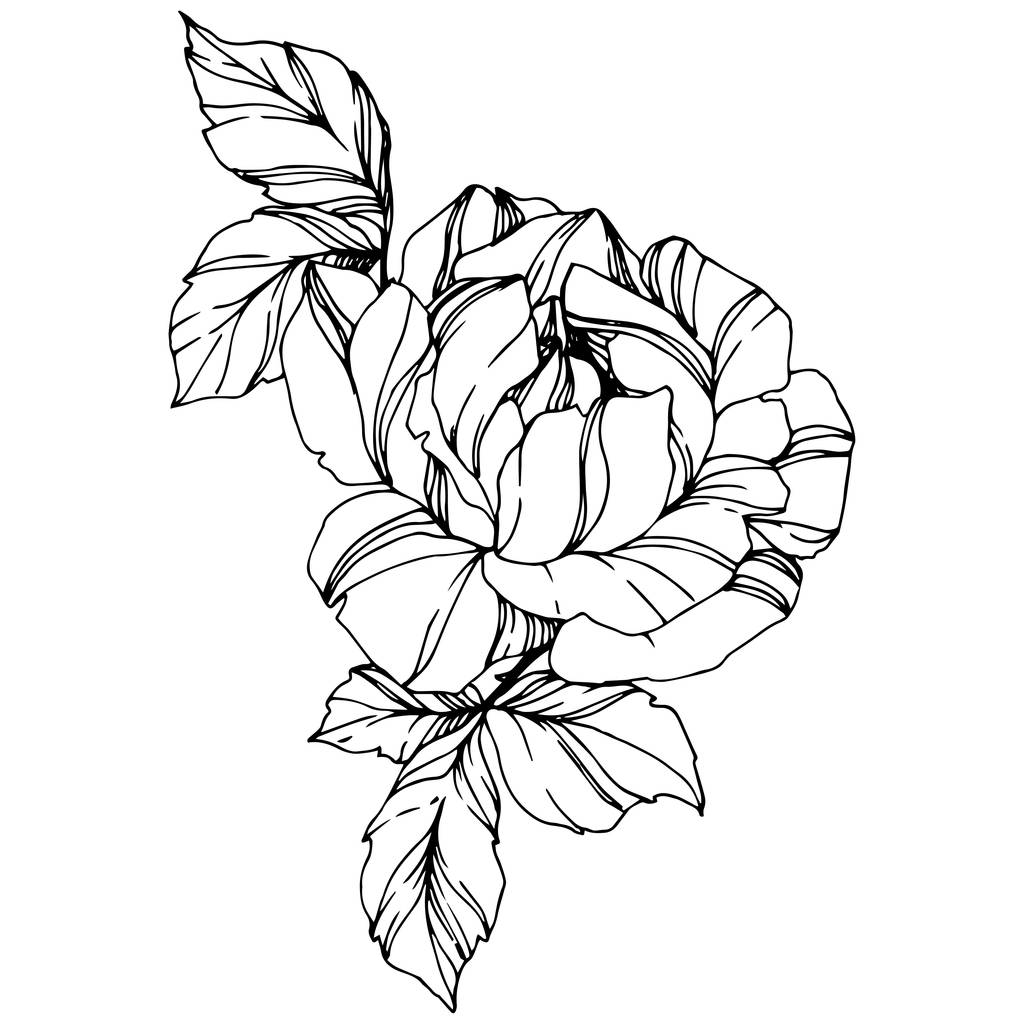 Вектор Роуз. Квіткова ботанічна квітка. Вигравіруване чорнило. Ізольований елемент ілюстрації троянди. Прекрасна весняна дика квітка ізольована на білому
. - Вектор, зображення