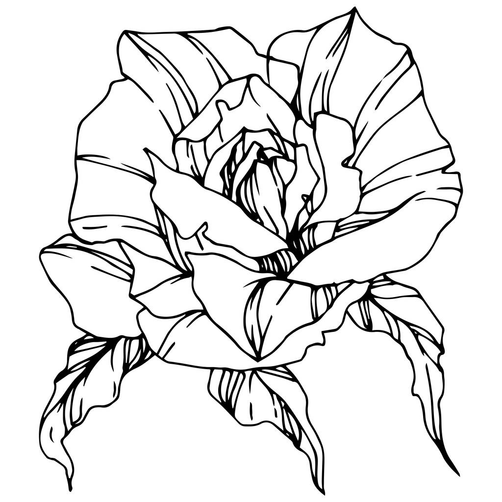 Vektorstieg. Blütenbotanische Blume. Tuschebilder. Isoliertes Rosenillustrationselement. schöne Frühlingswildblume isoliert auf weiß. - Vektor, Bild