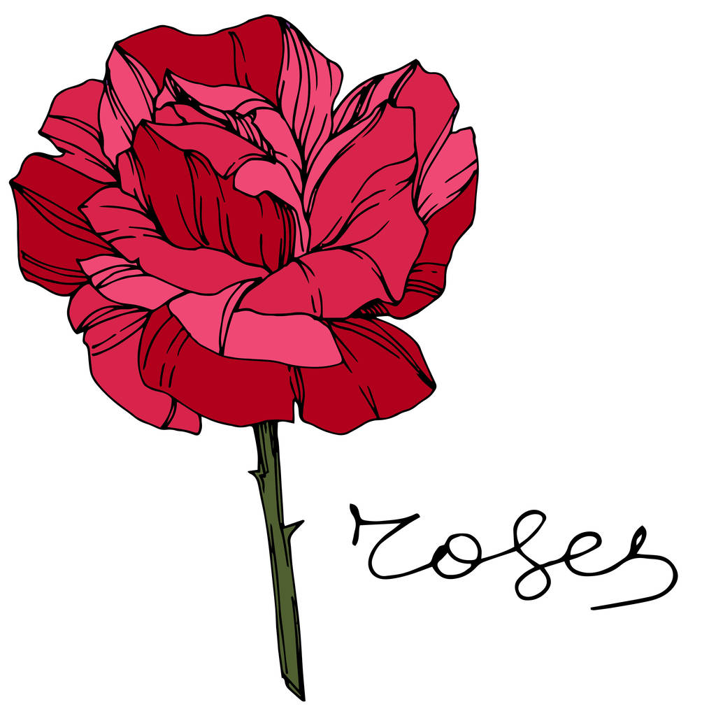 Belle fleur de rose. Fleur botanique florale. Encre gravée rouge art. Elément d'illustration isolé rose
 - Vecteur, image