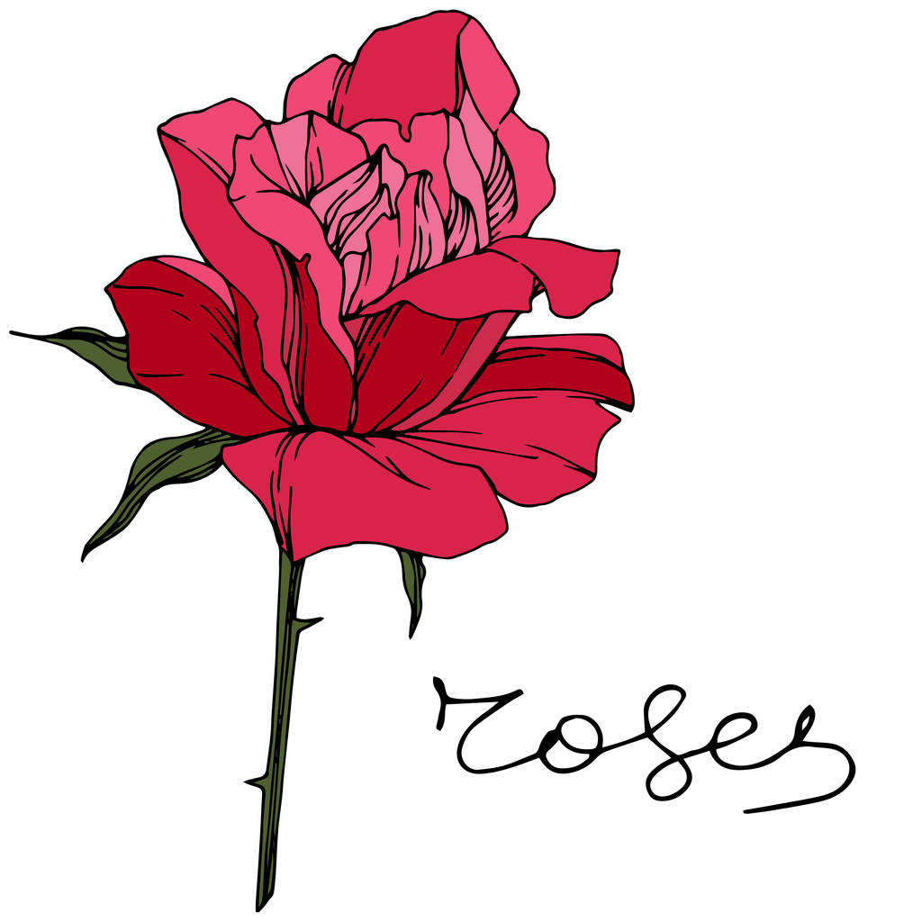 Krásná růže květ. Květinové botanické květin. Červený inkoust ryté umění. Izolované růže obrázek prvek - Vektor, obrázek