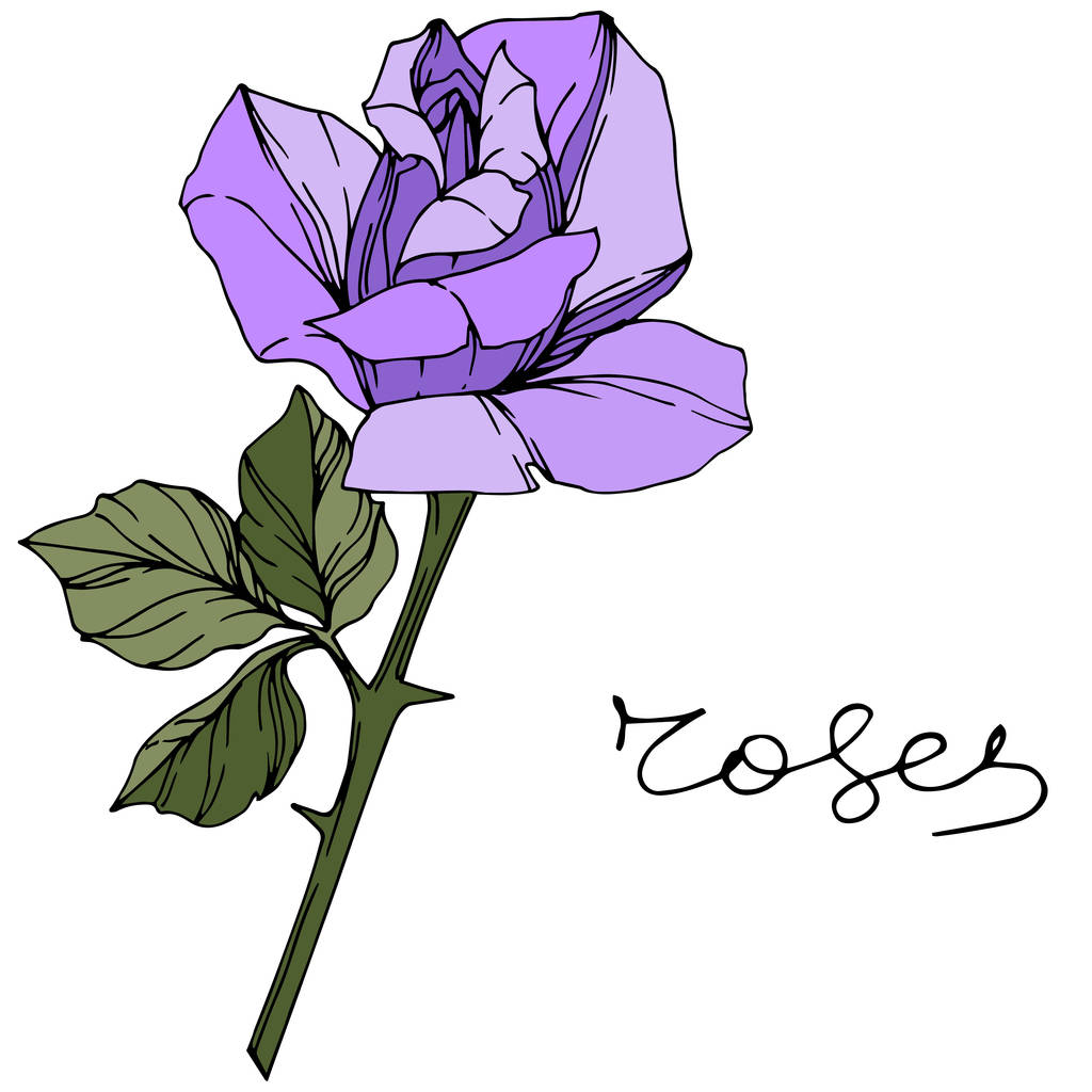 Вектор Роуз. Квіткова ботанічна квітка. Фіолетове кольорове гравірування чорнила. Ізольований елемент ілюстрації троянди
. - Вектор, зображення