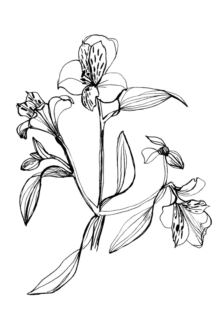 Dibujo de flores de Alstrameriya en bac blanco
 - Foto, Imagen