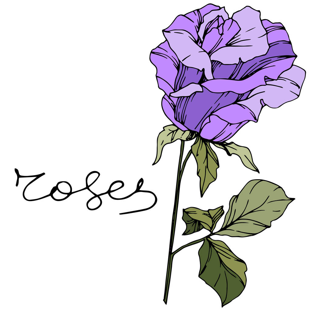 Vector Rose. Flor botánica floral. Color púrpura grabado arte tinta. Elemento de ilustración rosa aislada
. - Vector, Imagen