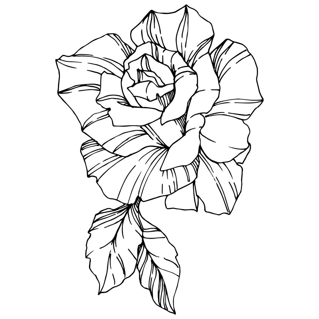 Vector Rose. Floral flor botânica. Arte de tinta gravada. Isolado elemento ilustração rosa. Bela primavera wildflower isolado em branco
. - Vetor, Imagem