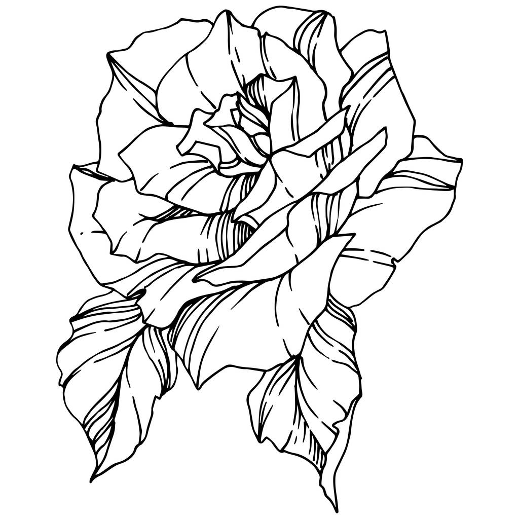 Vector Rose. Floral botanische bloem. Gegraveerde inkt art. Geïsoleerde roos illustratie element. Prachtige lente wildflower geïsoleerd op wit. - Vector, afbeelding