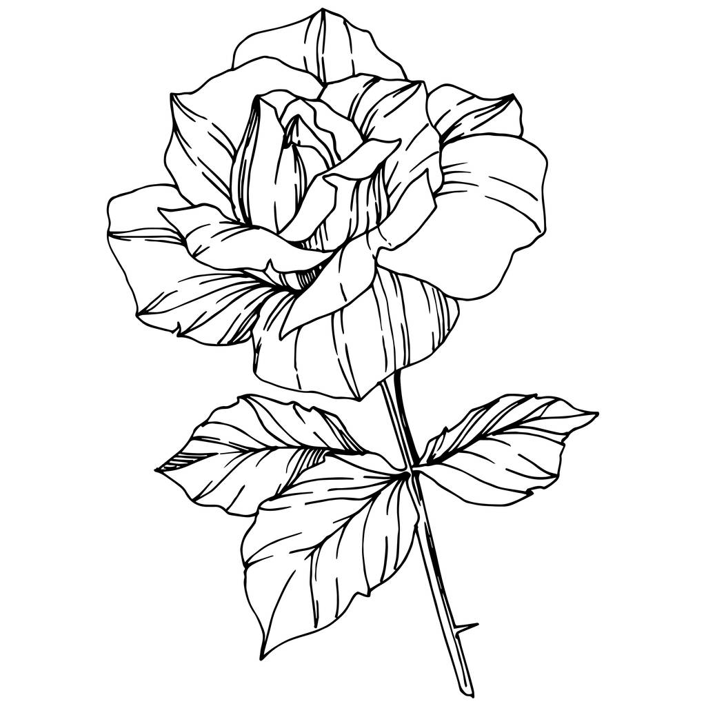 バラをベクトルします。花植物の花。刻まれたインク アート。分離のバラ図要素。白で隔離美しい春ワイルドフラワー. - ベクター画像