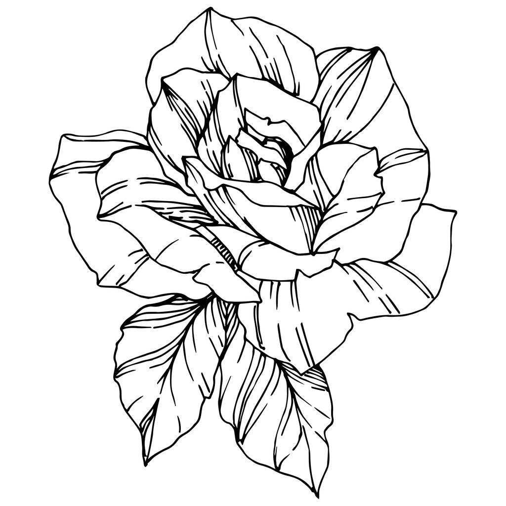 Вектор Роуз. Квіткова ботанічна квітка. Вигравіруване чорнило. Ізольований елемент ілюстрації троянди. Прекрасна весняна дика квітка ізольована на білому
. - Вектор, зображення