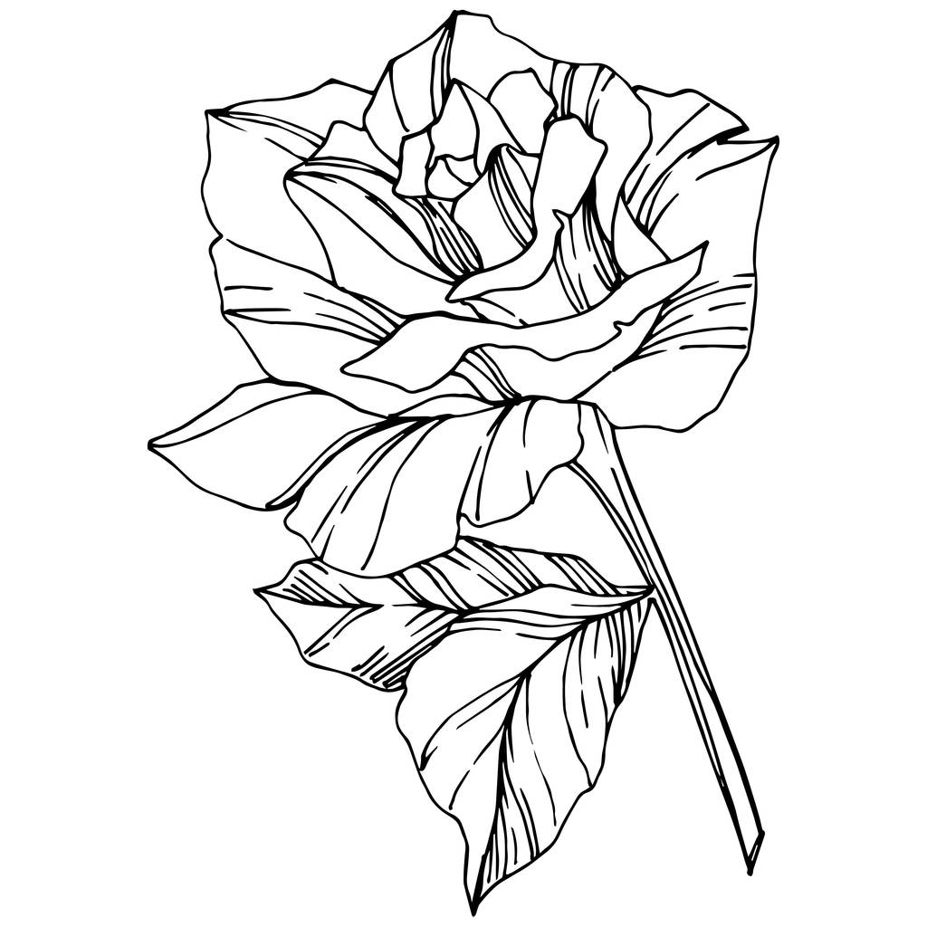 Vector Rose. Floral botanical flower. Engraved ink art. Isolated rose illustration element. Beautiful spring wildflower isolated on white. - Vector, Image