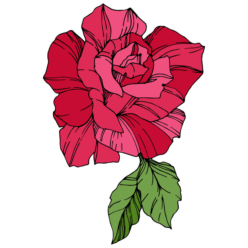 Όμορφο τριαντάφυλλο λουλούδι. Floral βοτανικό λουλούδι. Κόκκινο χαραγμένο μελάνι τέχνης. Μεμονωμένες τριανταφυλλιές εικονογράφηση στοιχείο - Διάνυσμα, εικόνα
