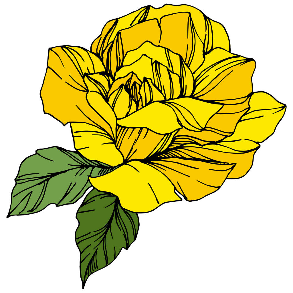 Vector Rose. Floral botanische bloem. Gegraveerde inkt art. Geïsoleerde roos illustratie element. Prachtige lente wildflower geïsoleerd op wit. - Vector, afbeelding