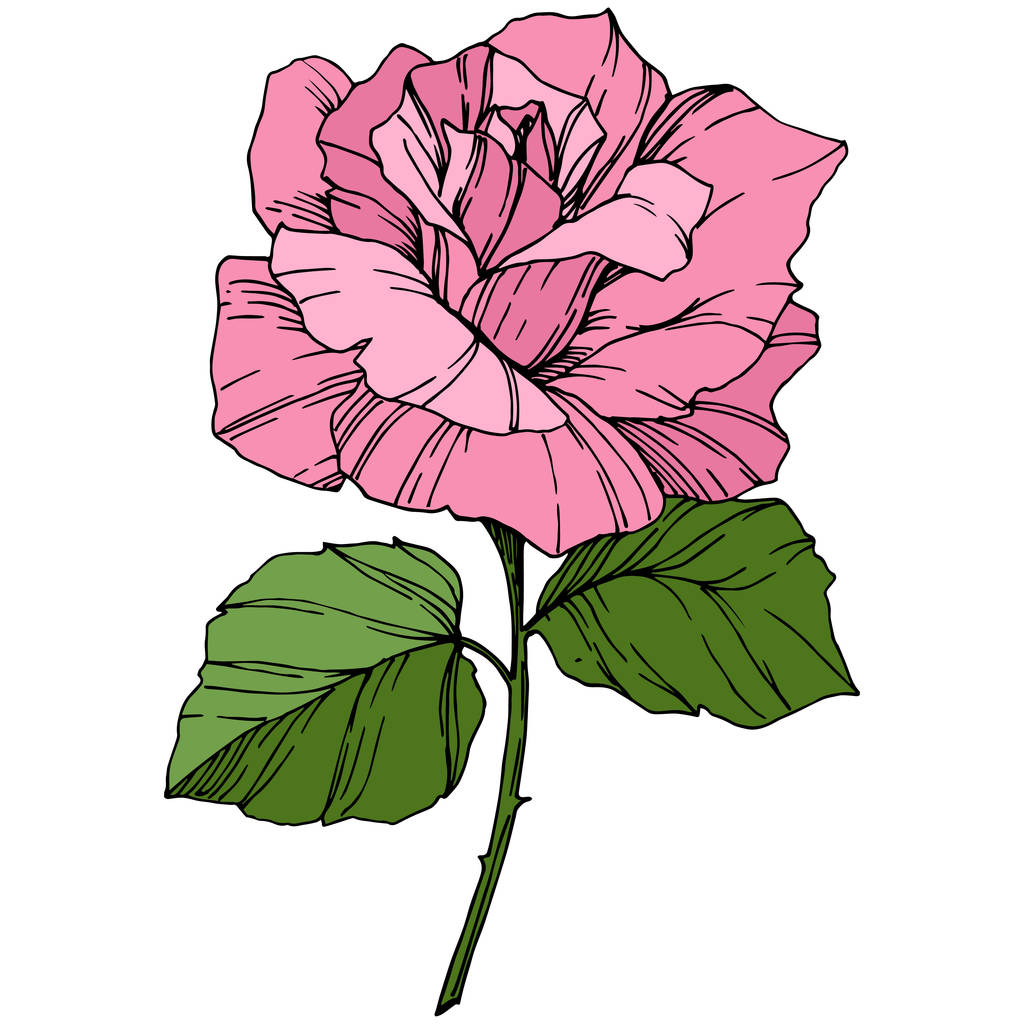 Piękny kwiat róży. Kolor różowy grawerowane sztuki atramentu. Element ilustracja Róża na białym tle. Wildflower z zielonych liści na białym tle. - Wektor, obraz