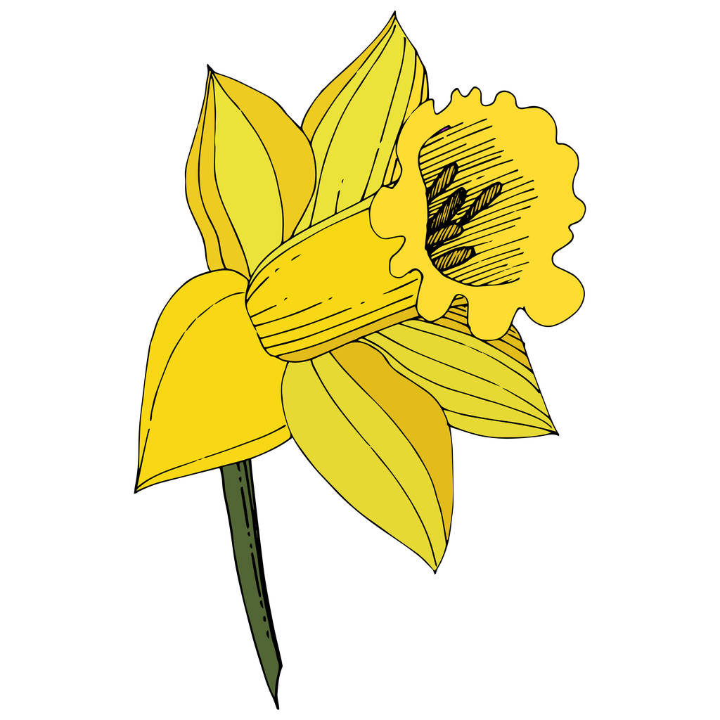 Vector Narcissus. Floral botanische bloem. Gele gegraveerde inkt art. Geïsoleerde narcissus element van de illustratie op witte achtergrond. - Vector, afbeelding