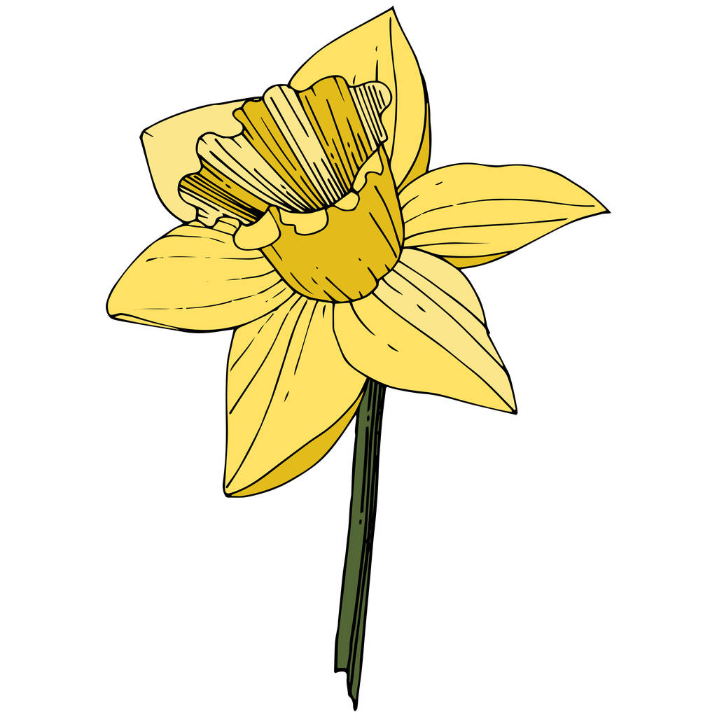 Vector Narcissus. Floral botanische bloem. Gele gegraveerde inkt art. Geïsoleerde narcissus element van de illustratie op witte achtergrond. - Vector, afbeelding