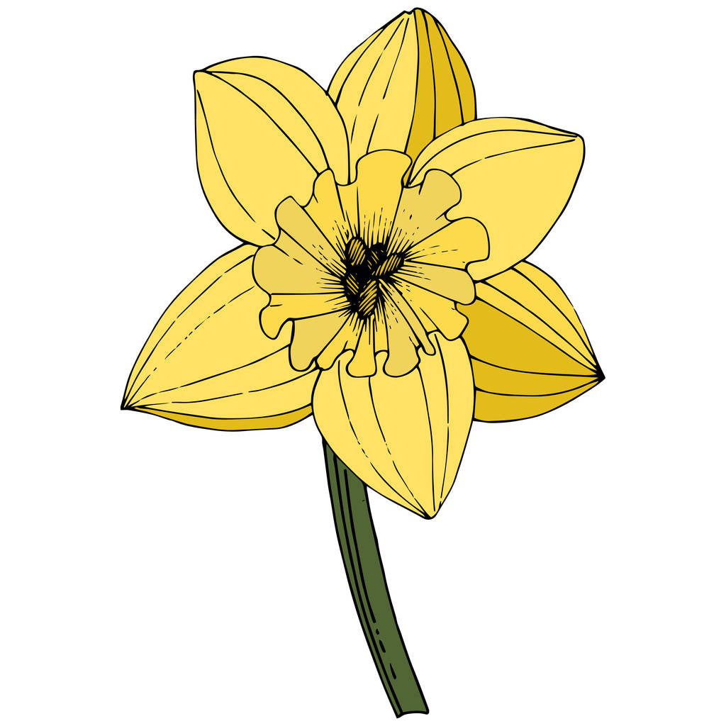 Vektor Narcis. Květinové botanické květin. Žlutá inkoustová ryté umění. Izolované Narcis obrázek prvek na bílém pozadí. - Vektor, obrázek