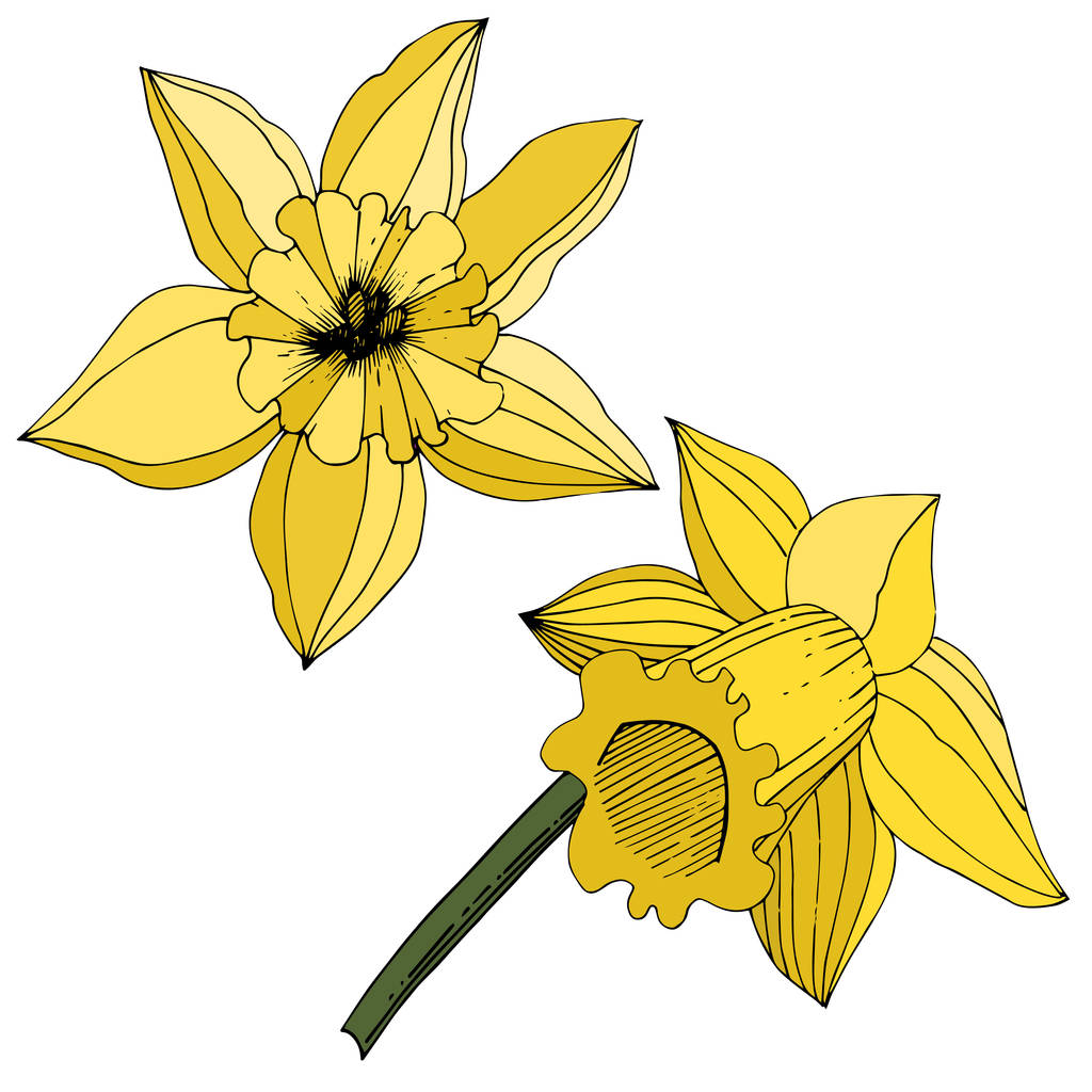 Vektori Narcissus kukkia. Keltaista kaiverrettua mustetaidetta. Erillinen narsissien kuvituselementti valkoisella taustalla
. - Vektori, kuva