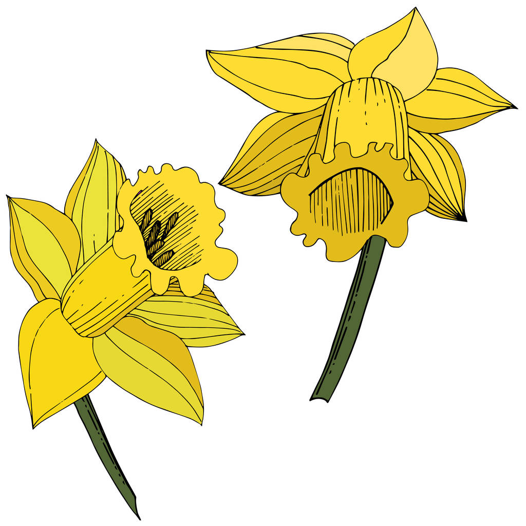 Vector Narcissus flowers. Yellow engraved ink art. Isolated daffodils illustration element on white background. - Vector, Image