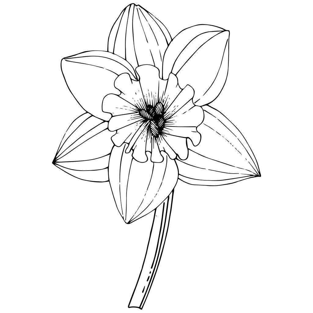 Vector Narcissus bloem. Floral botanische bloem. Zwart-wit gegraveerd inkt kunst. Geïsoleerde narcissus element van de illustratie op witte achtergrond. - Vector, afbeelding
