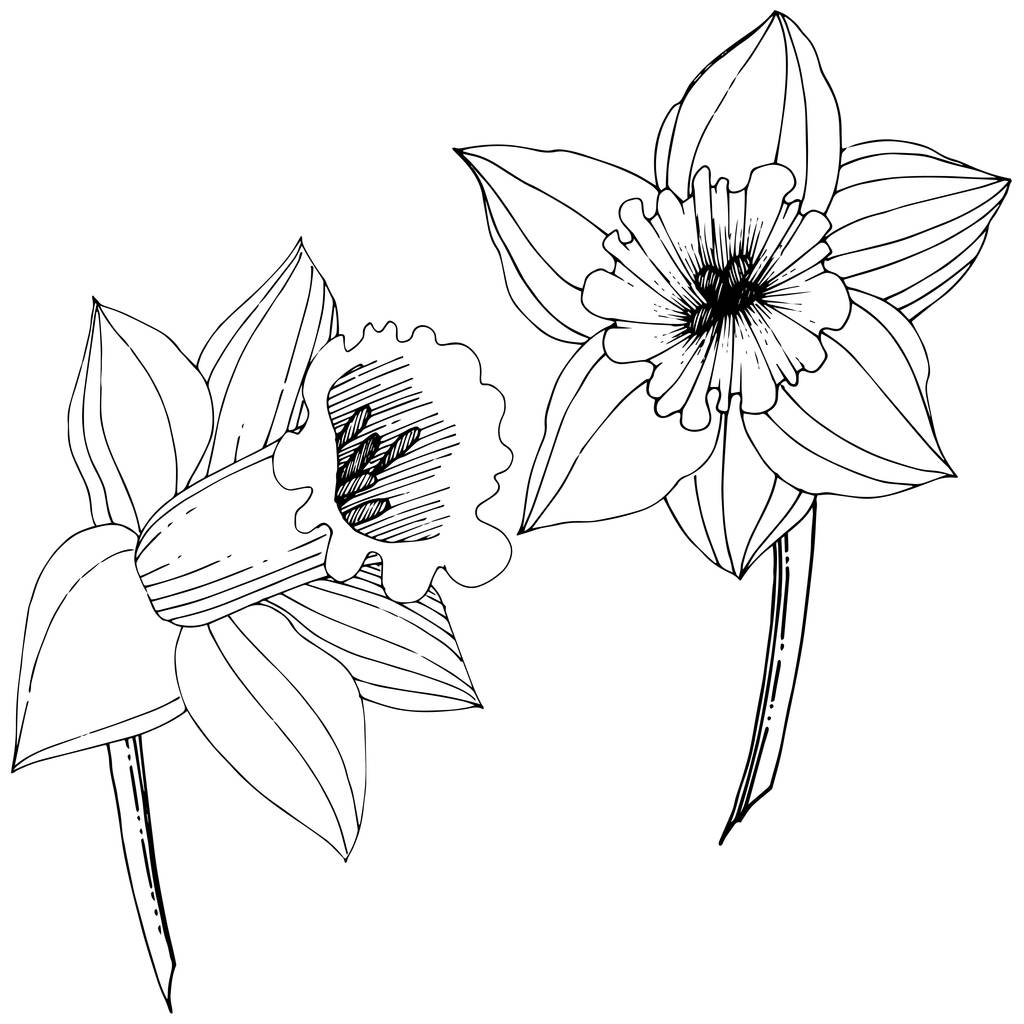 Flores do Vetor Narciso. Tinta gravada a preto e branco. Isolado narcisos ilustração elemento no fundo branco
. - Vetor, Imagem