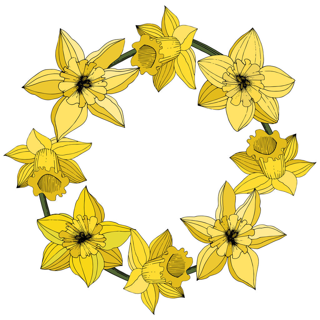 Διάνυσμα λουλούδια του Νάρκισσου. Κίτρινα χαραγμένα μελάνι τέχνης. Πλαίσιο λουλουδιών στολίδι στρογγυλό σε λευκό φόντο. - Διάνυσμα, εικόνα