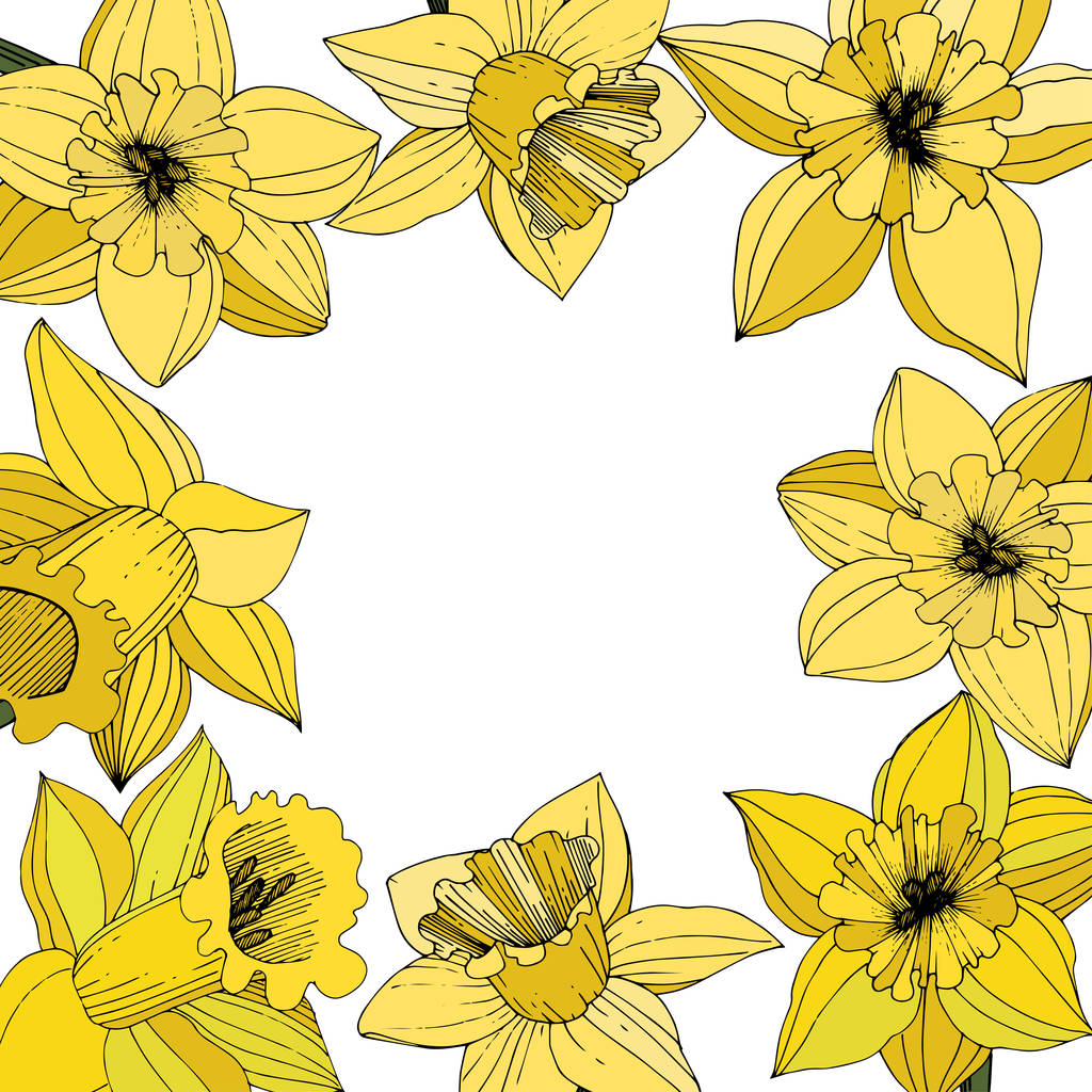 Vector Narcissus flowers. Yellow engraved ink art. Frame floral ornament square on white background. - Vector, Image