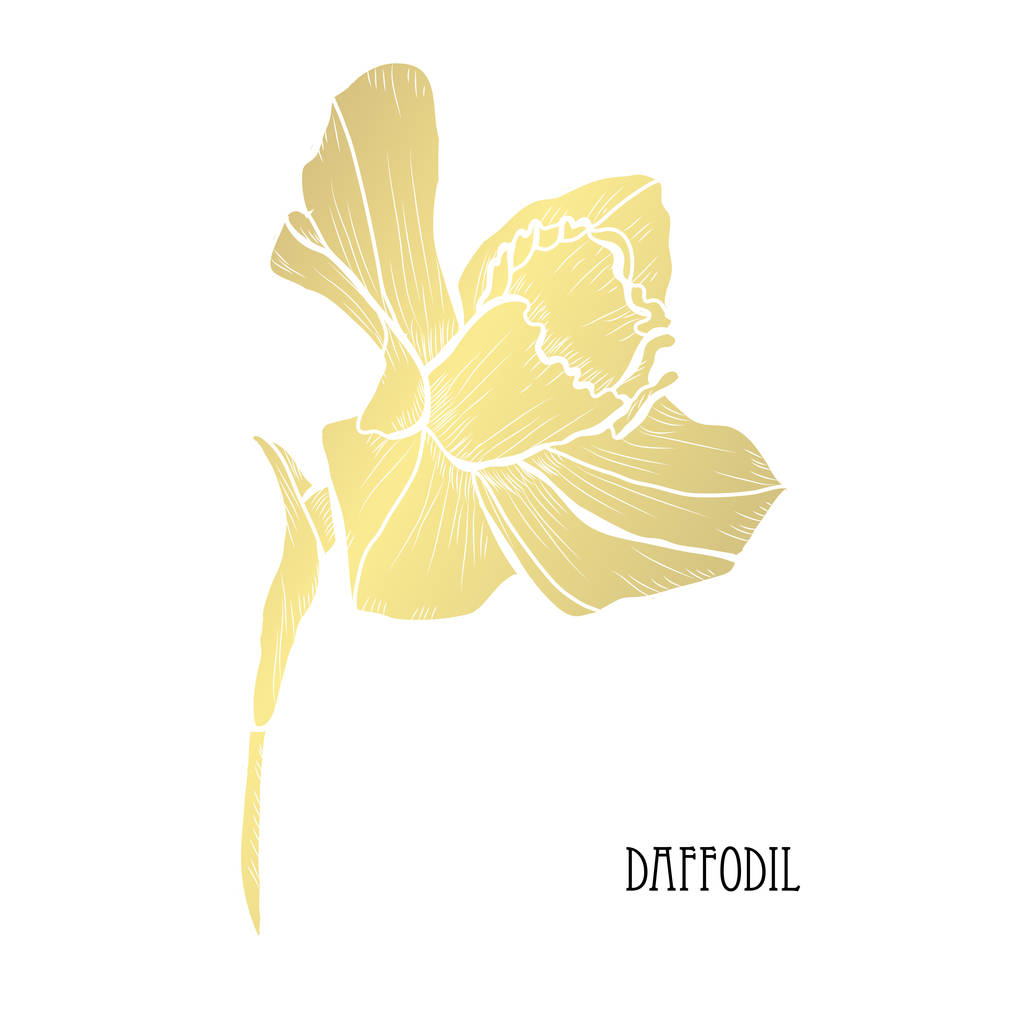 Decorative daffodil flower, design element. Can be used for cards, invitations, banners, posters, print design. Golden flowers - Vector, Image