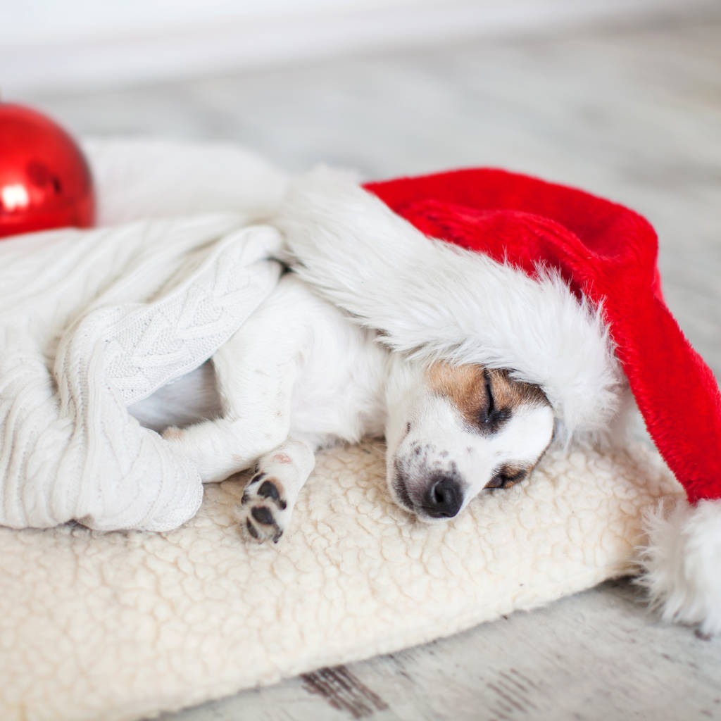 Spící pes ve vánočním klobouku - Fotografie, Obrázek