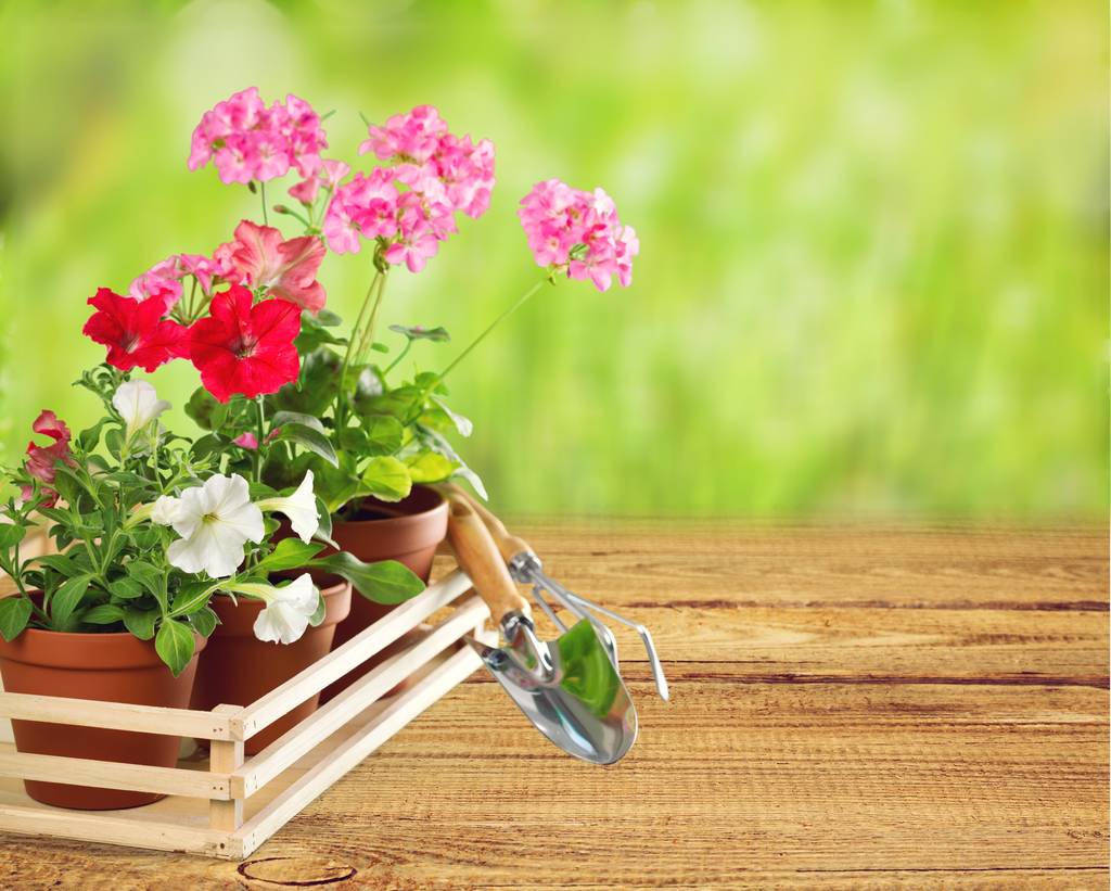 Dikim için bahçe araçları ve kırmızı çiçekler - Fotoğraf, Görsel