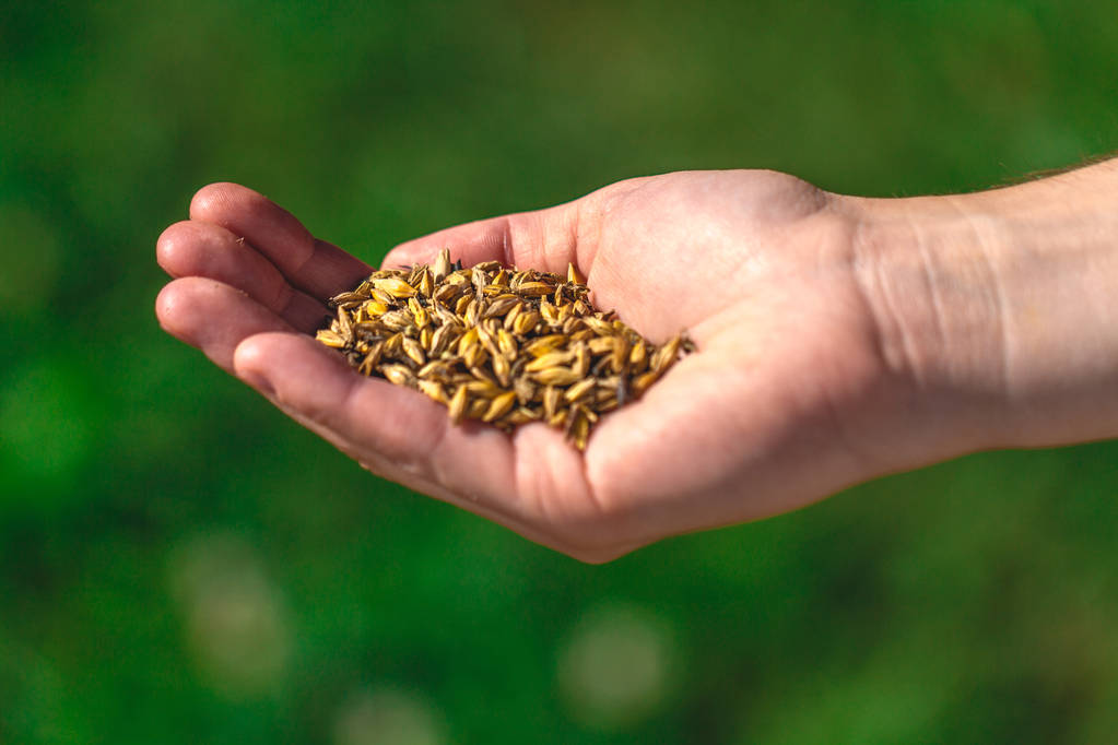 手、小麦の収穫の穀物。粒研削シーズン - 写真・画像