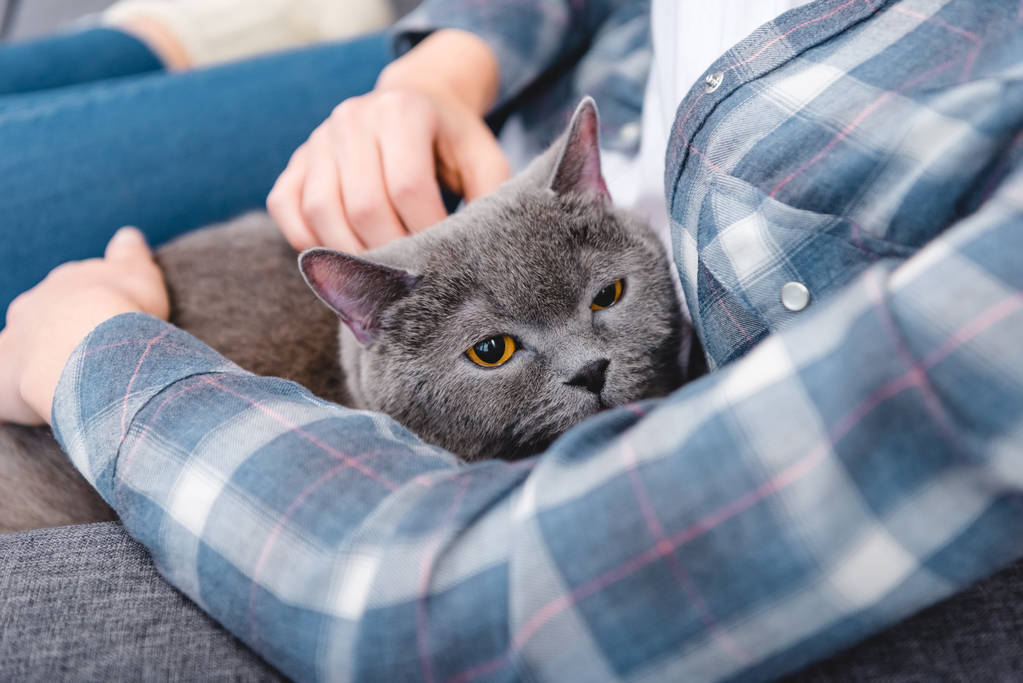 partial view of woman sitting on couch with beautiful grey cat    - Photo, Image