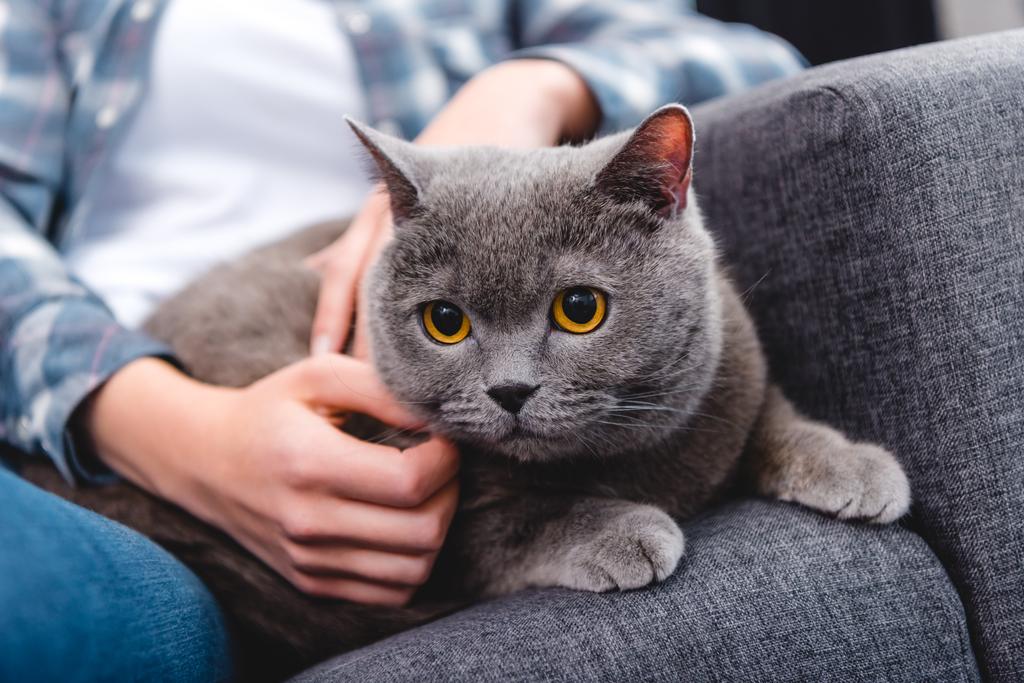 primo piano vista parziale di donna accarezzando adorabile britannico shorthair gatto
   - Foto, immagini