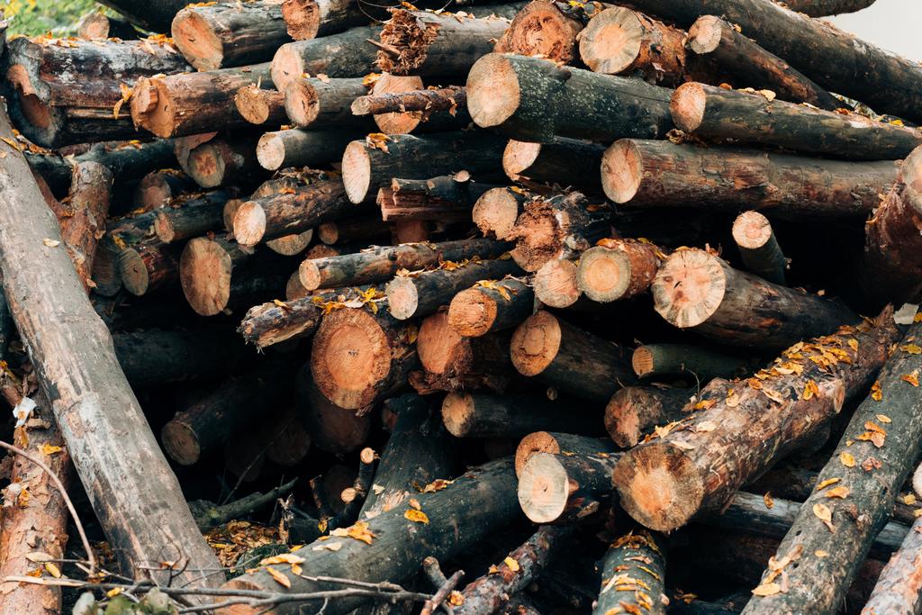 Close up van gestapelde houten logboeken in herfst bos - Foto, afbeelding