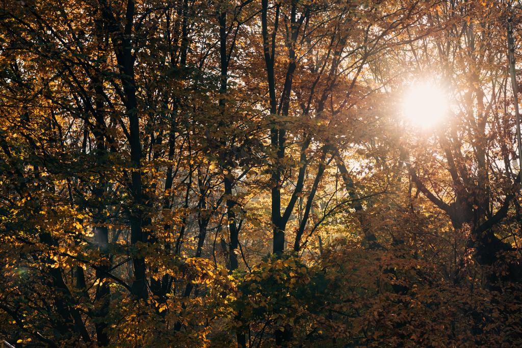 Солнечный свет сквозь ветки деревьев в мирном лесу
 - Фото, изображение