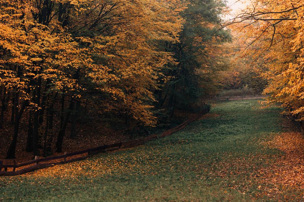 Polku syksyn metsässä kaatuneiden keltaisten lehtien kanssa
 - Valokuva, kuva
