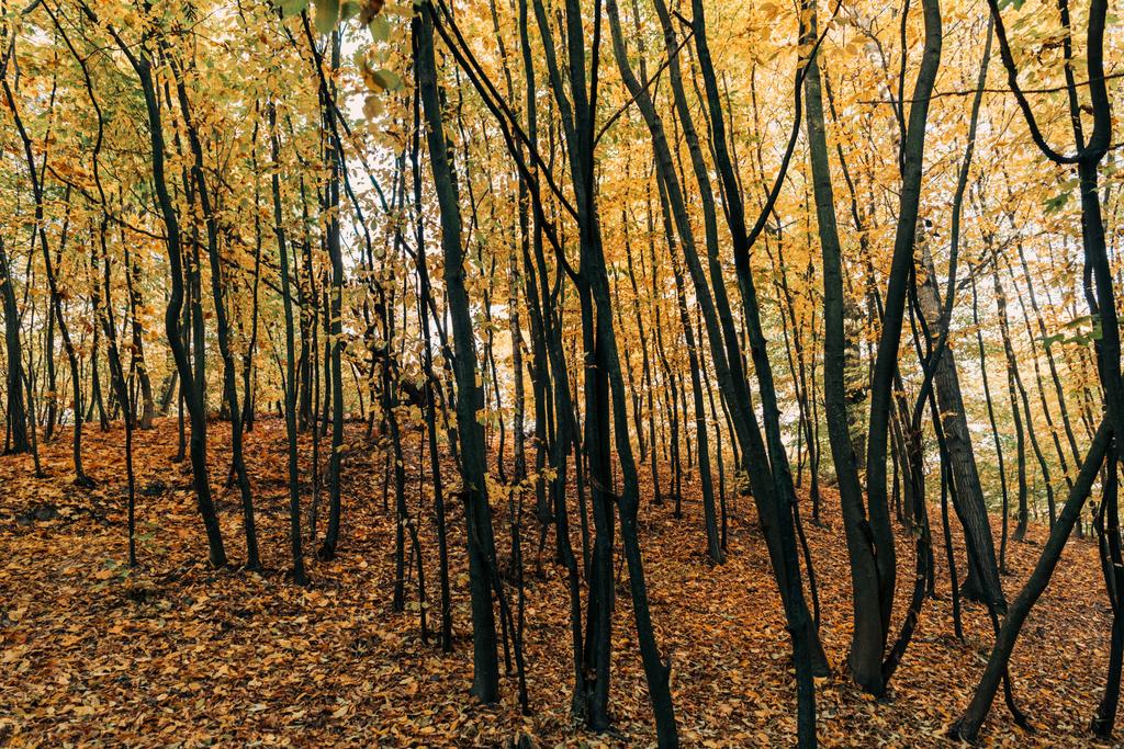 Keltaiset syksyn lehdet puiden oksilla metsässä
  - Valokuva, kuva