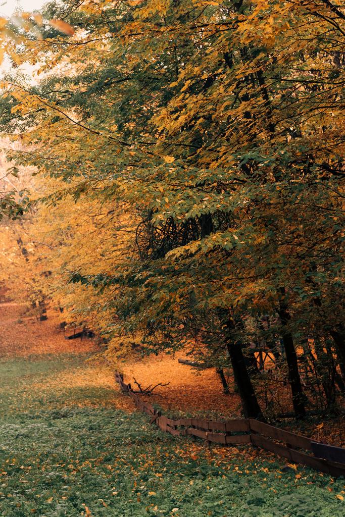 Осенние листья на ветвях деревьев в тихом лесу
  - Фото, изображение