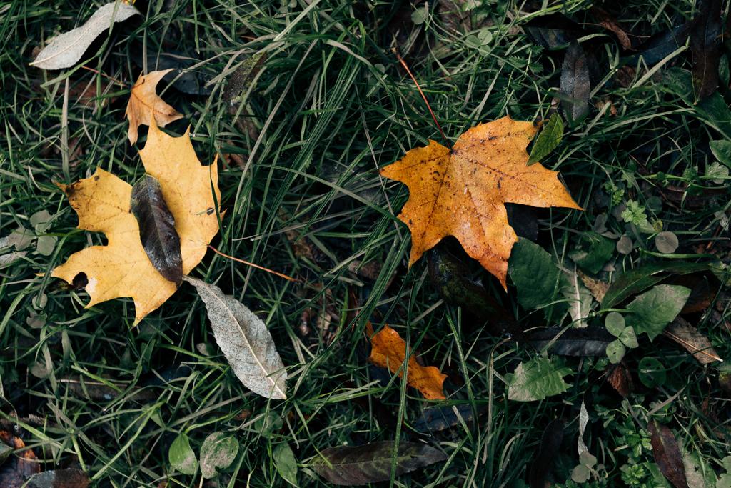 Zbliżenie na opadłych liści złote na zielonej trawie  - Zdjęcie, obraz