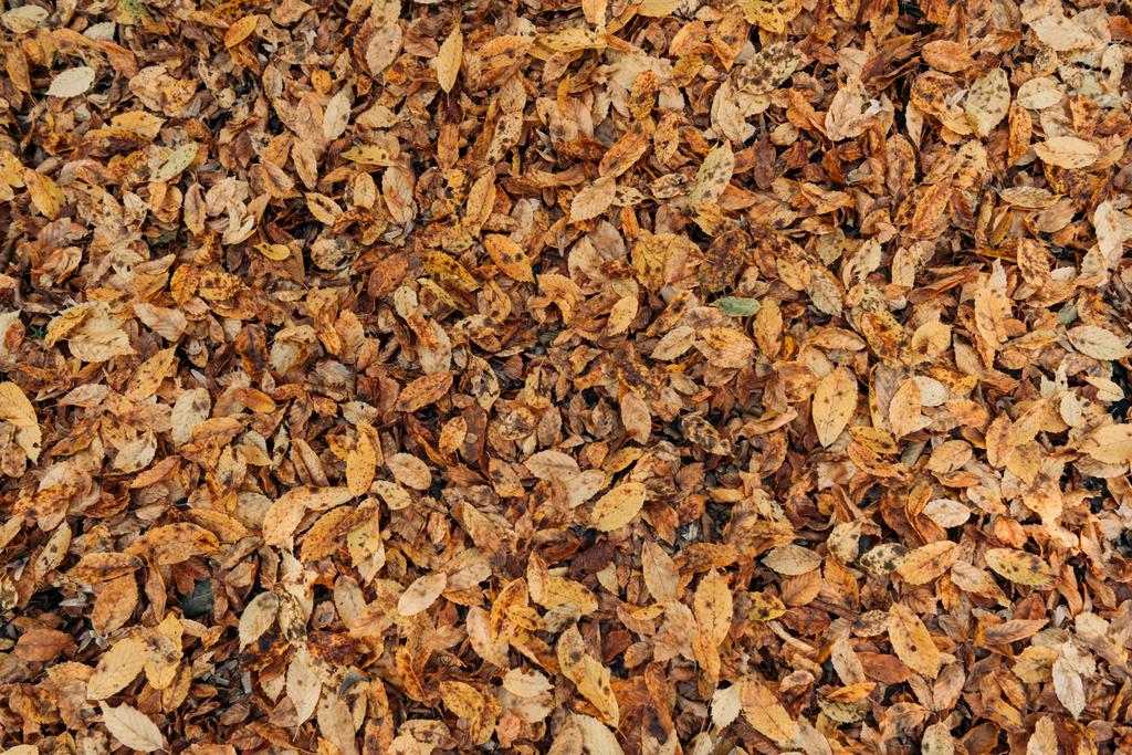 Закрыть сухие опавшие листья на земле
 - Фото, изображение