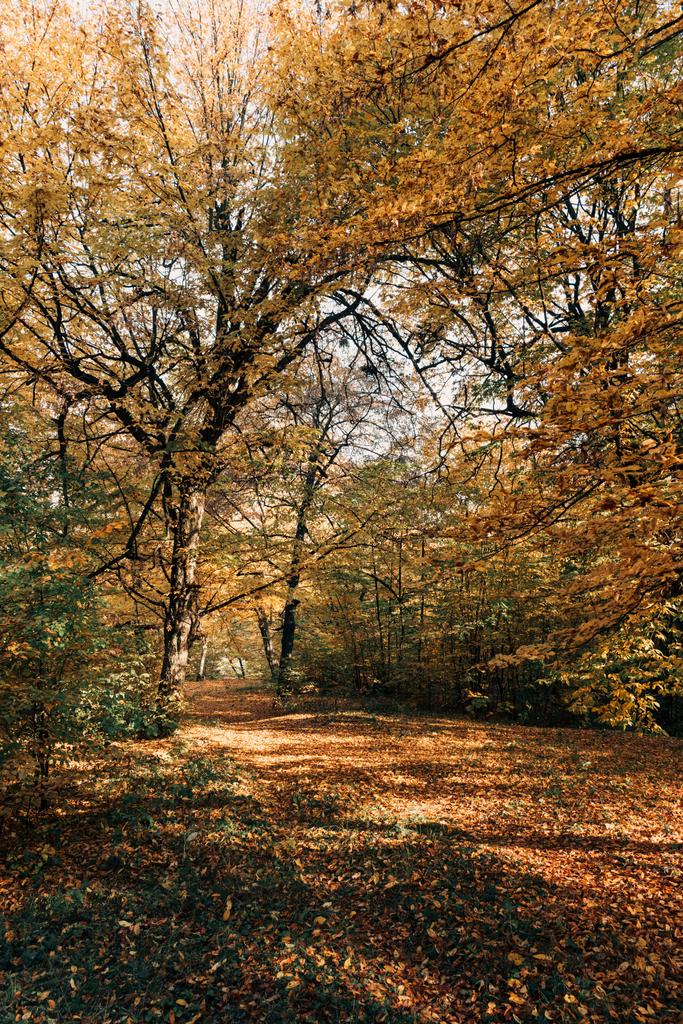 Осенние листья на ветвях деревьев в тихом лесу
 - Фото, изображение