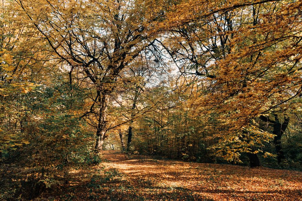 Zonlicht op de gevallen bladeren in de herfst bos  - Foto, afbeelding