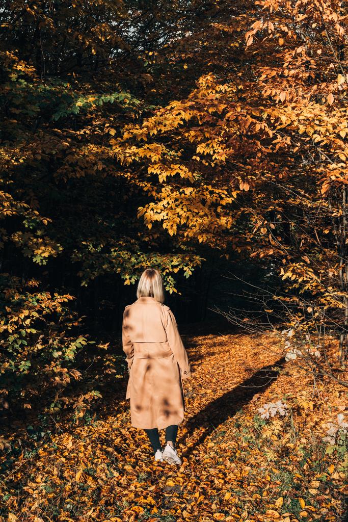 Sonbahar ormanda yürüyen kadın arkadan görünüm  - Fotoğraf, Görsel