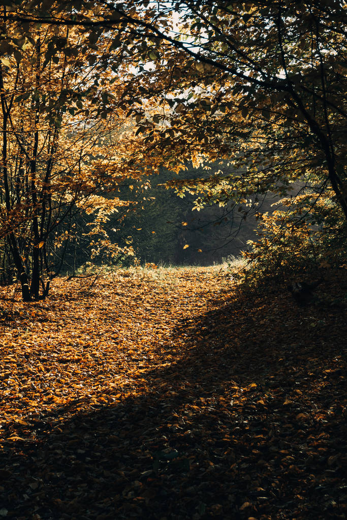 Auringonvalo syksyn metsässä kaatuneilla keltaisilla lehdillä
  - Valokuva, kuva