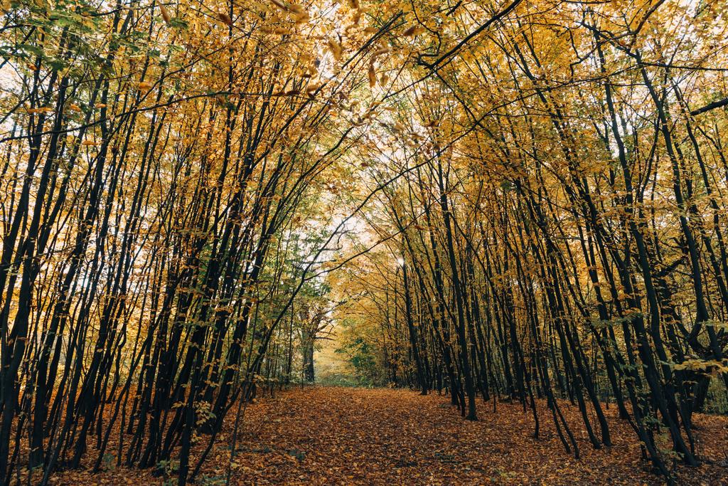Caminho com folhas caídas douradas na floresta de outono
  - Foto, Imagem