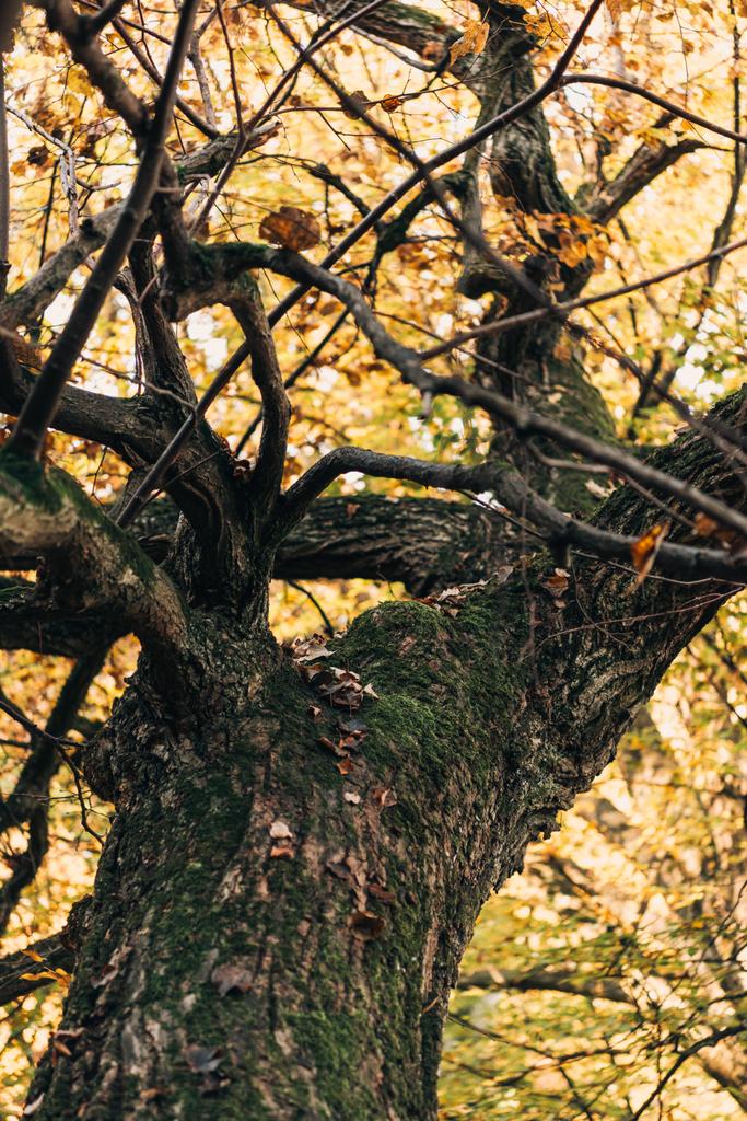 Enfoque selectivo del árbol viejo con hojas amarillas
  - Foto, imagen
